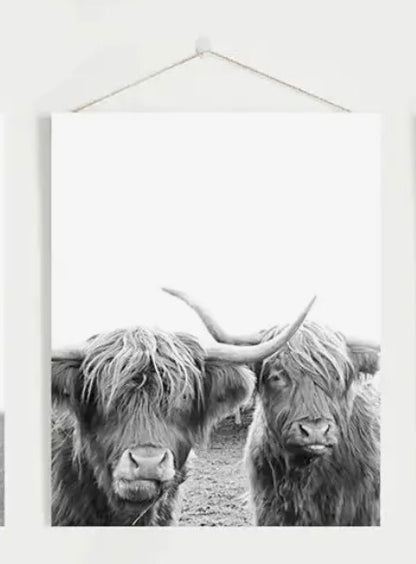 8” x 10” Black White Highland Cow Photo. Farm Animal Print-Sold Separately-No Frames