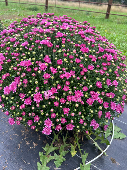 Purple outdoor Mum