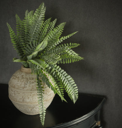 Persian Leaf Fern Bush