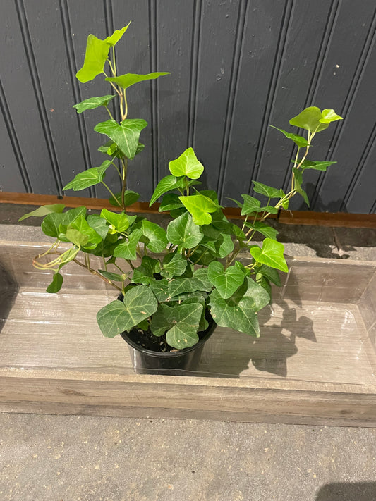 4” Ivy Plant