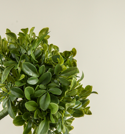 9.5” Boxwood Bush