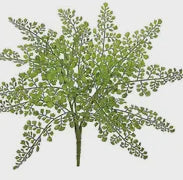 Maiden Hair Fern Bush
