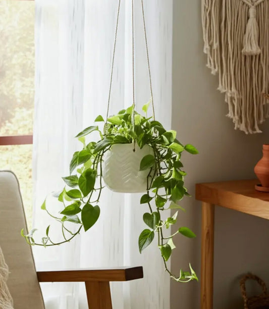 7” White Ceramic Chevron Hanging Planter