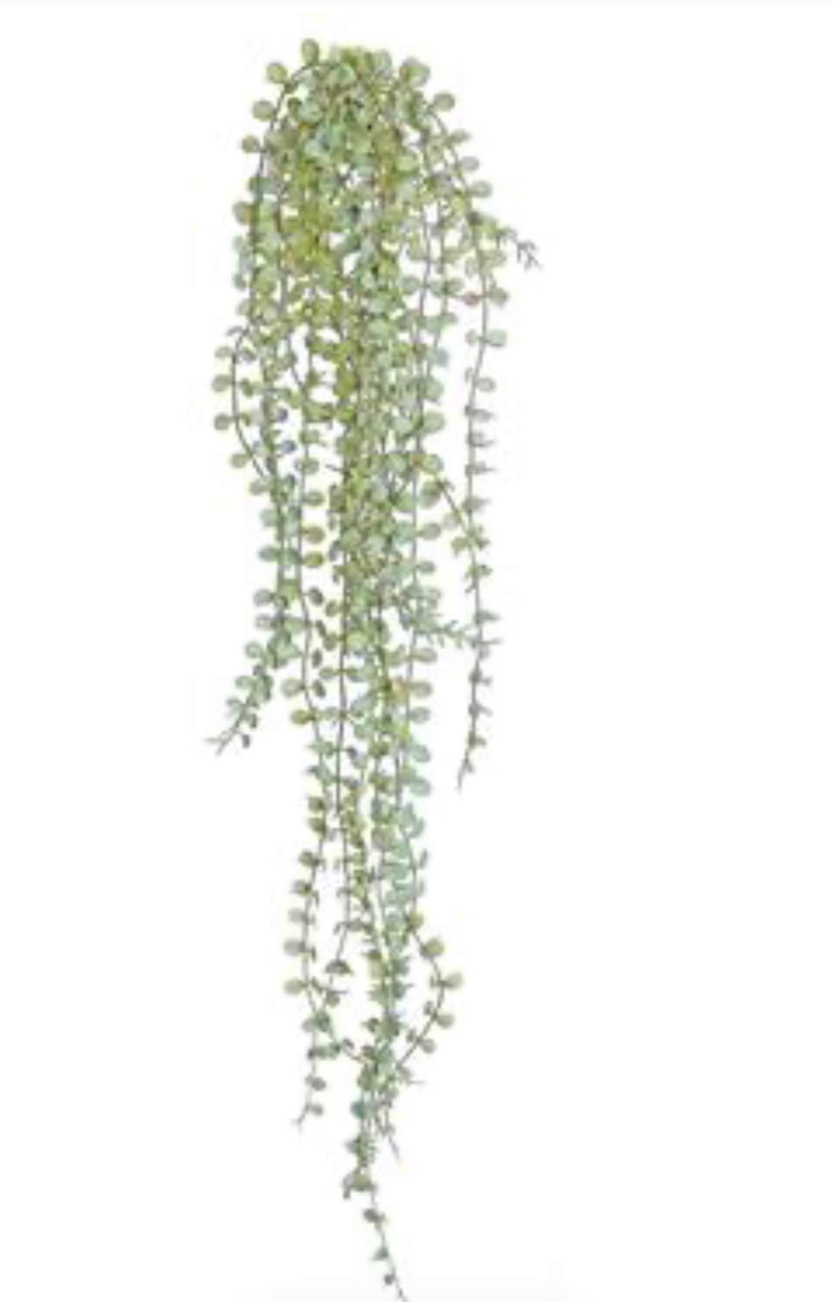 28” Button Fern Vine