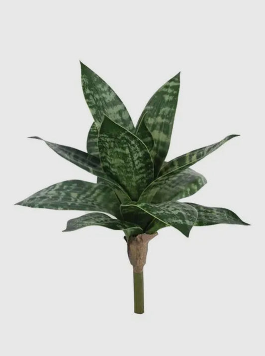 Snake Plant