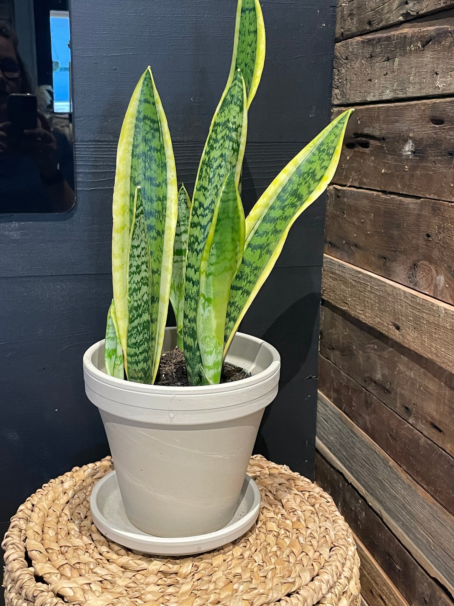 Snake plant-6”