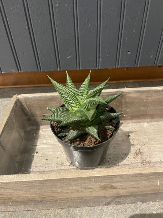 4” Succulent