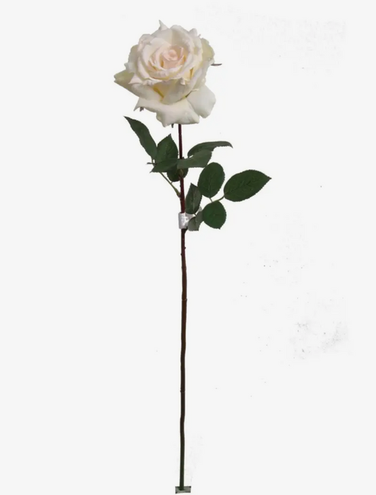 30” Cream Open Rose Stem