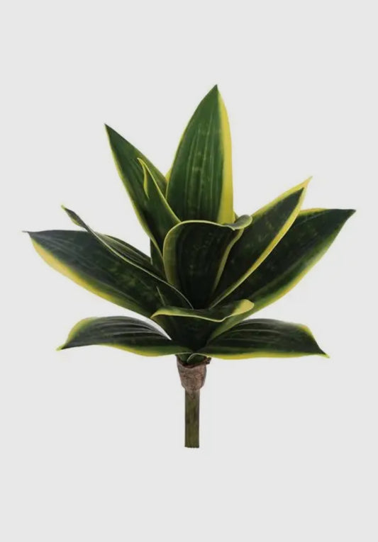 Snake Plant