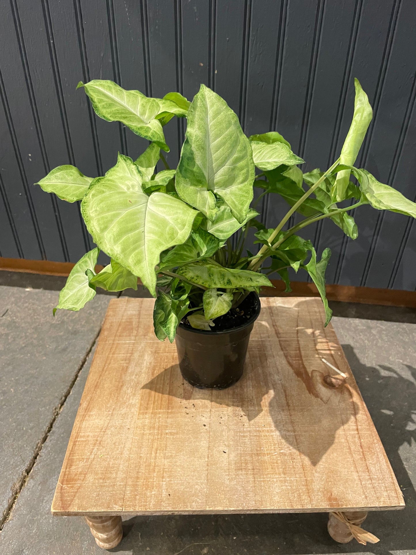 4” Nephthytis  Plant
