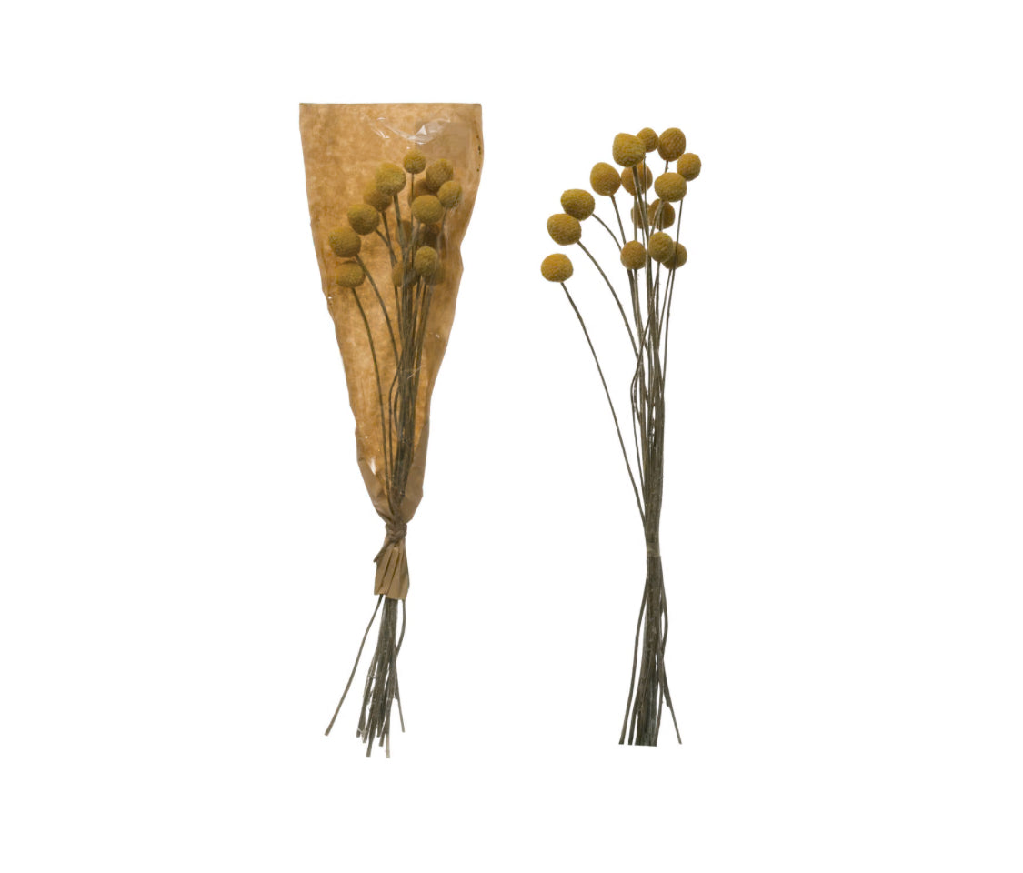 Dried Natural Craspedia Bunch