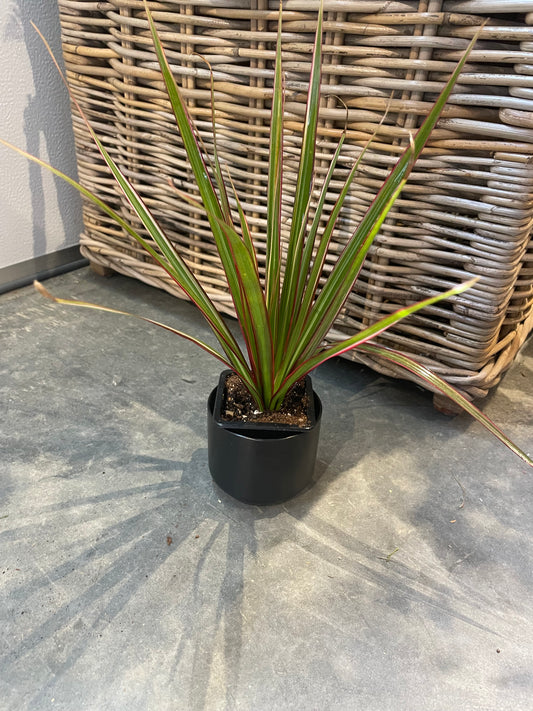 3” Margaritas Plant