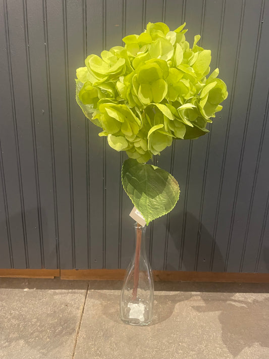 Green Hydrangea Stem