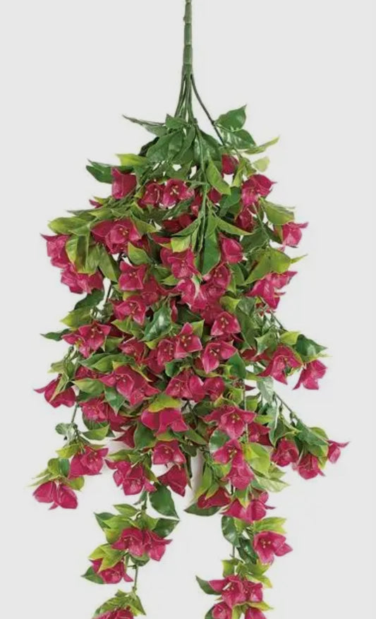 Bougainvillea Hanging Bush