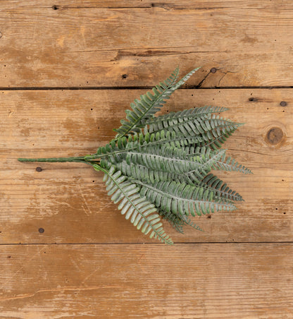 Persian Leaf Fern Bush