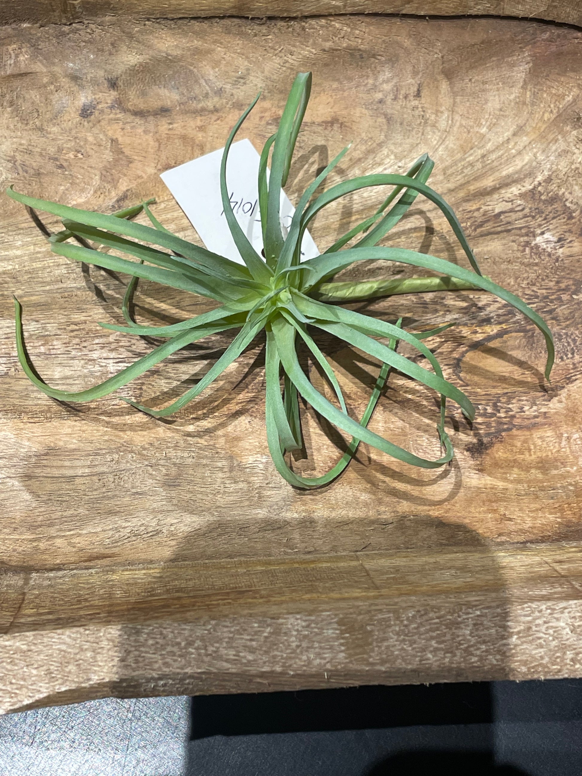 miniature air plants Small Air Plant – Expressions By Shelley