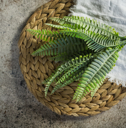 Persian Leaf Fern Bush