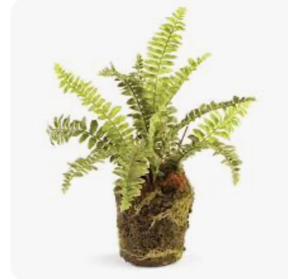 9” Boston Fern Drop in