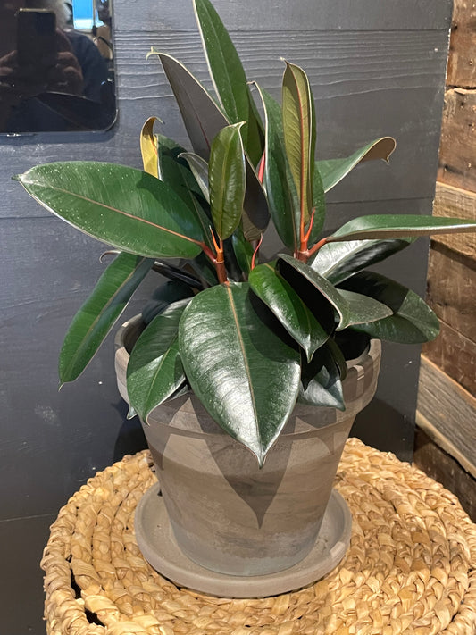 Rubber Plant-6”