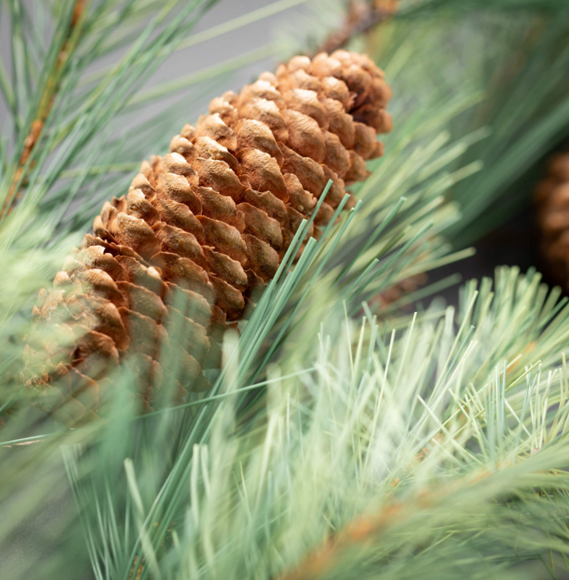 Wispy Bleached Pine Spray