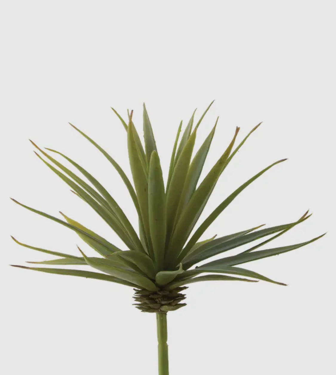 6” Mini Yucca Pick