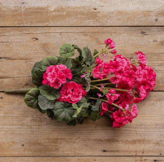 19.5” Dark Pink Geranium Bush