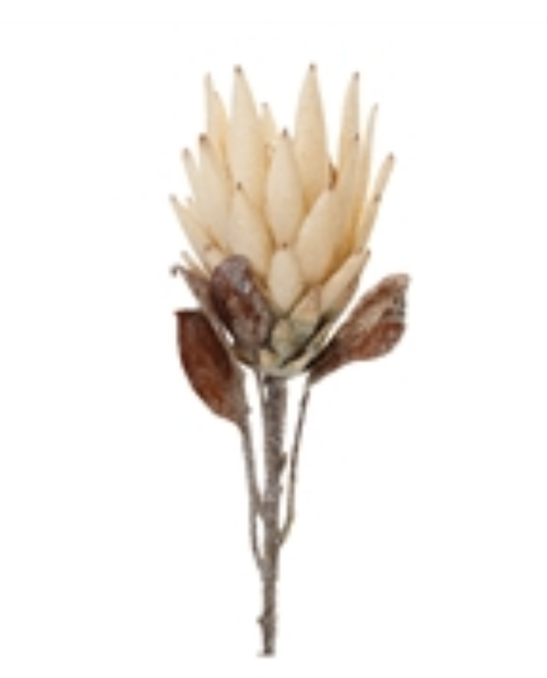 29”H Cream Protea Stem