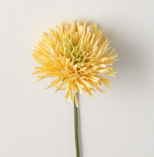 Soft Yellow Chrysanthemum Stem
