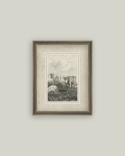 Cattle Sketch