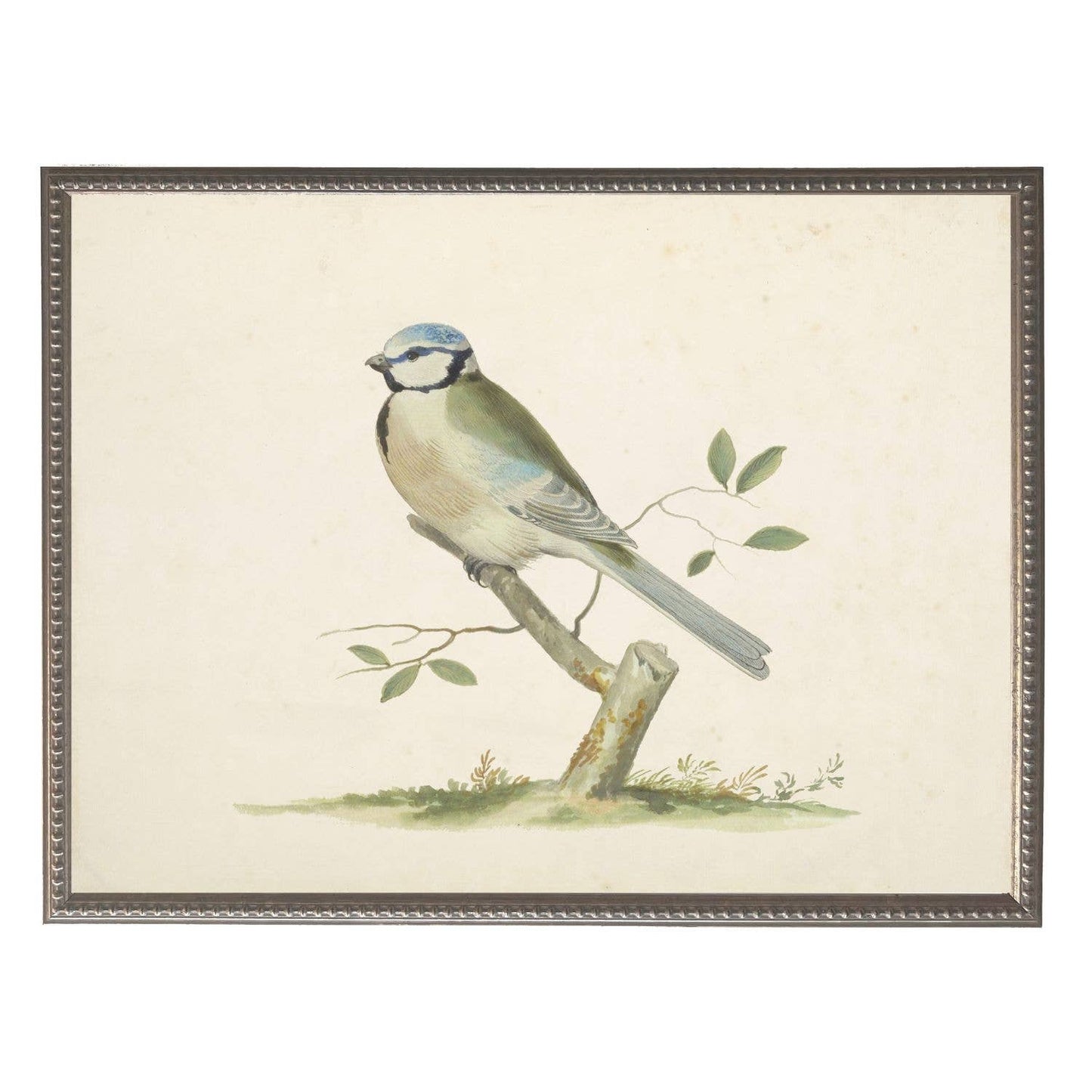 Vintage soft bird illustration G on distressed background
