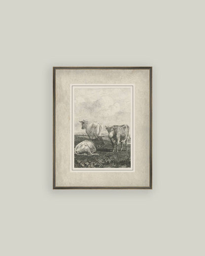 Cattle Sketch